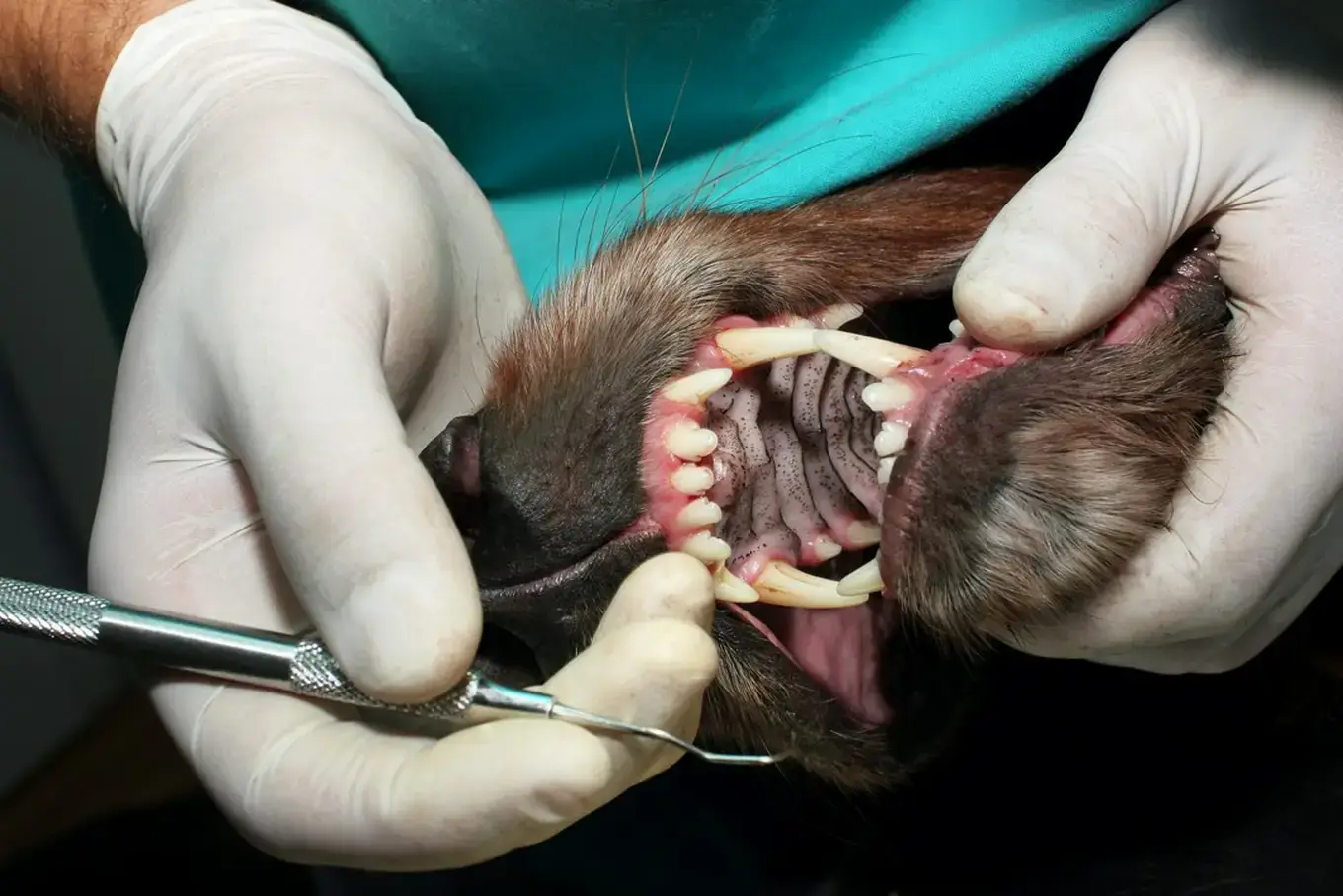 stomatologia weterynaryjna