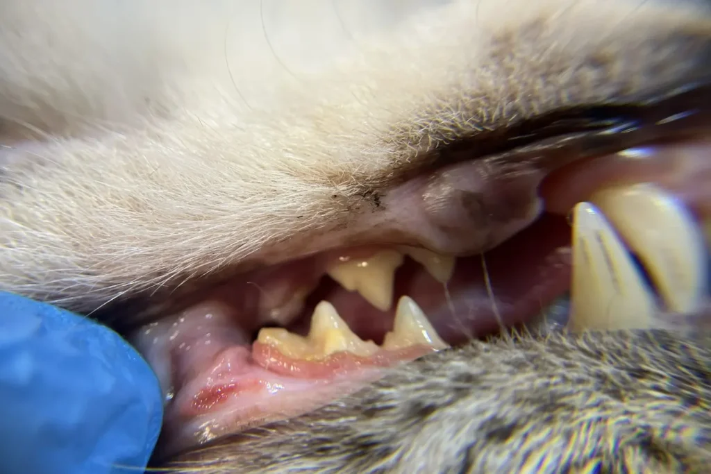 podrażnione dziąsła u kota